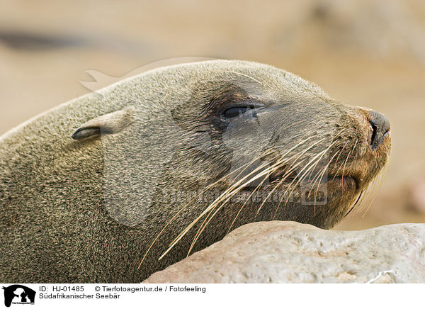 Sdafrikanischer Seebr / brown fur seal / HJ-01485