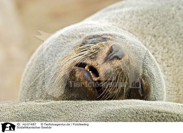 Sdafrikanischer Seebr / brown fur seal / HJ-01487