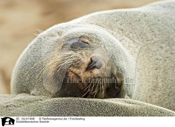 Sdafrikanischer Seebr / brown fur seal / HJ-01488