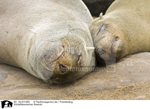 Sdafrikanischer Seebr / brown fur seal / HJ-01490