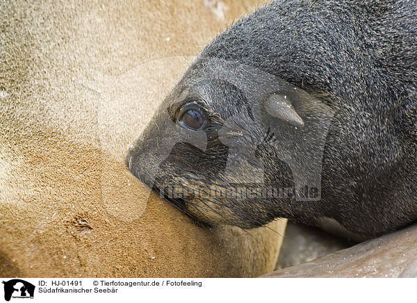 Sdafrikanischer Seebr / brown fur seal / HJ-01491