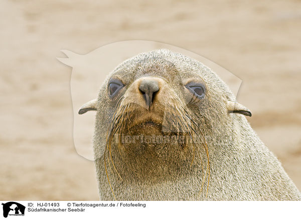 Sdafrikanischer Seebr / brown fur seal / HJ-01493