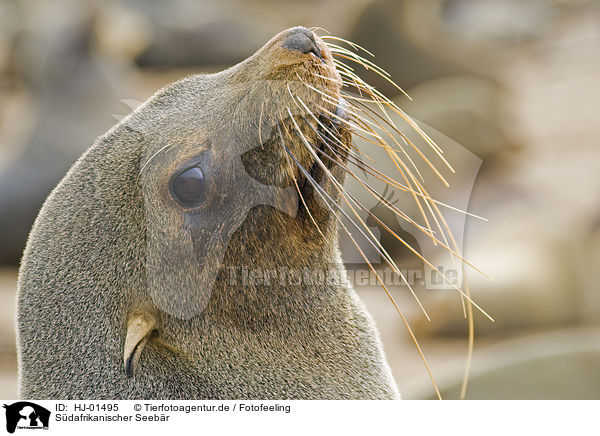 Sdafrikanischer Seebr / brown fur seal / HJ-01495