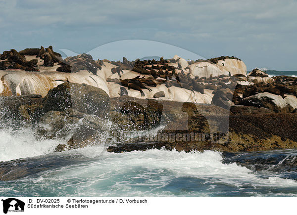 Sdafrikanische Seebren / south african sea bears / DV-02025
