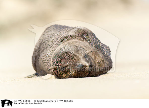 Sdafrikanischer Seebr / Cape fur seal / WS-05596