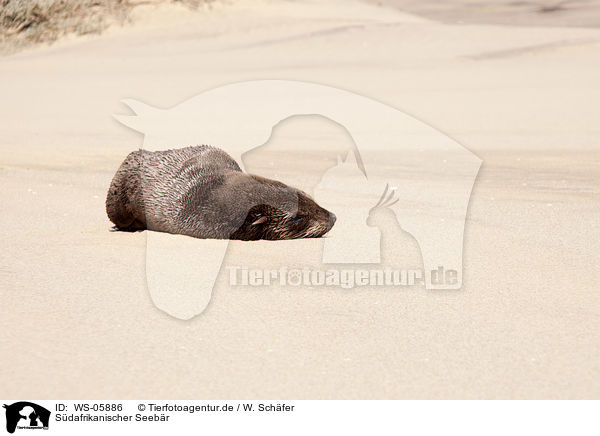 Sdafrikanischer Seebr / south african sea bear / WS-05886