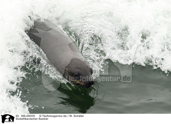 Sdafrikanischer Seebr / south african sea bear / WS-06005