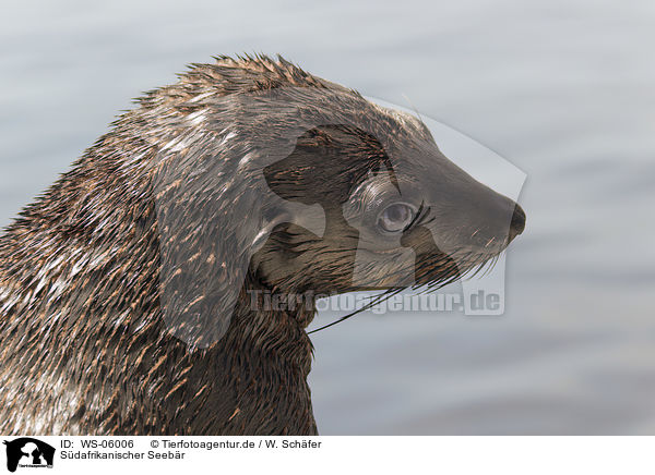 Sdafrikanischer Seebr / south african sea bear / WS-06006