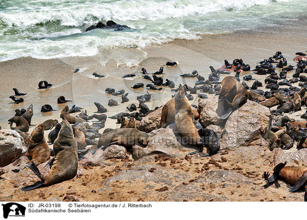 Sdafrikanische Seebren / Australian fur seals / JR-03198