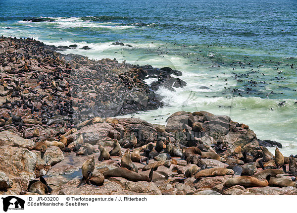 Sdafrikanische Seebren / Australian fur seals / JR-03200