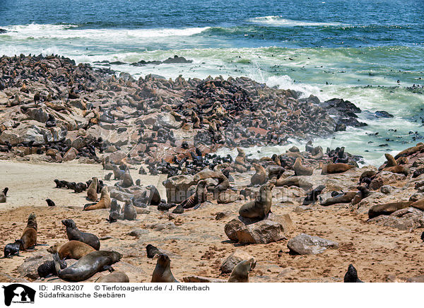 Sdafrikanische Seebren / Australian fur seals / JR-03207