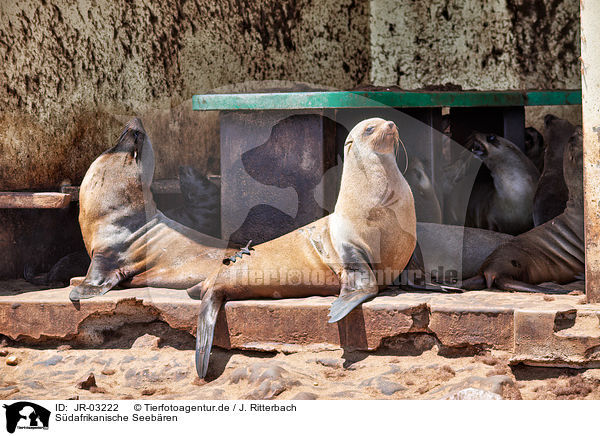 Sdafrikanische Seebren / Australian fur seals / JR-03222
