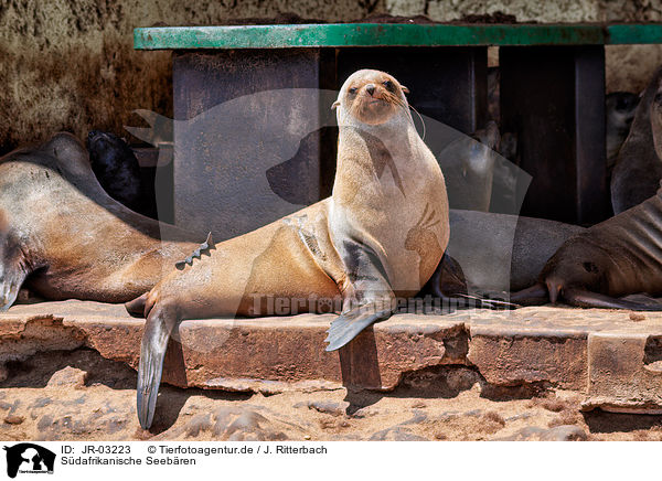 Sdafrikanische Seebren / Australian fur seals / JR-03223