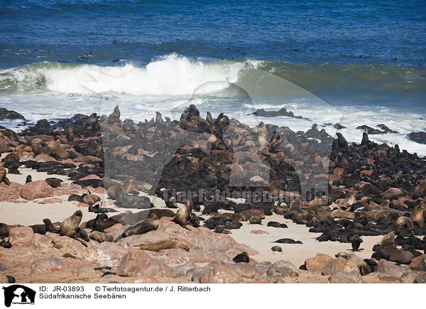 Sdafrikanische Seebren / Australian Fur Seals / JR-03893