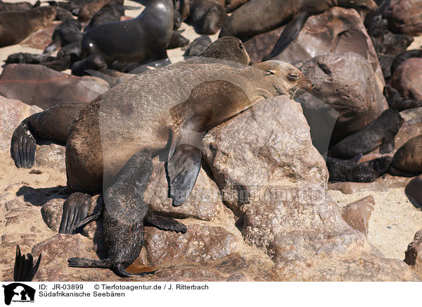 Sdafrikanische Seebren / Australian Fur Seals / JR-03899