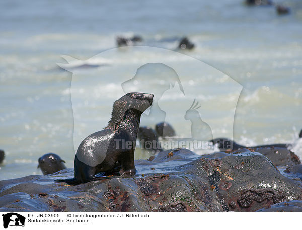 Sdafrikanische Seebren / Australian Fur Seals / JR-03905