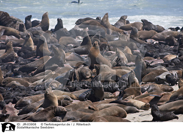 Sdafrikanische Seebren / Australian Fur Seals / JR-03908