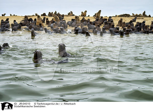 Sdafrikanische Seebren / Australian Fur Seals / JR-04010