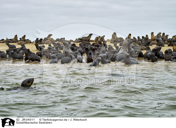Sdafrikanische Seebren / Australian Fur Seals / JR-04011