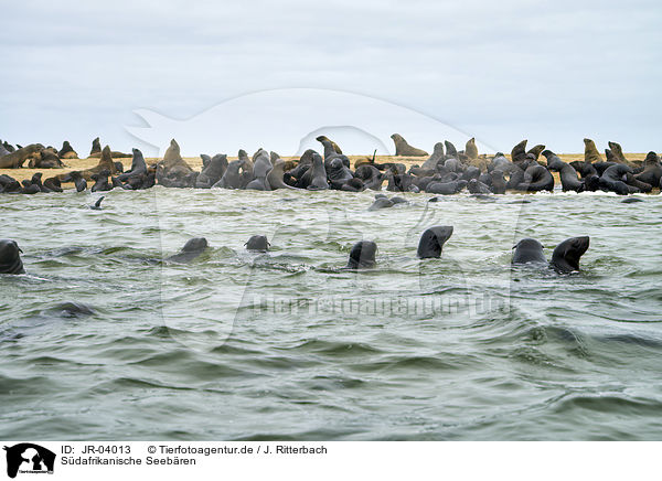 Sdafrikanische Seebren / Australian Fur Seals / JR-04013