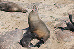 Südafrikanische Seebären