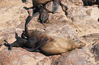 Südafrikanische Seebären