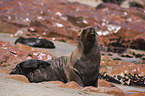 Südafrikanischer Seebär