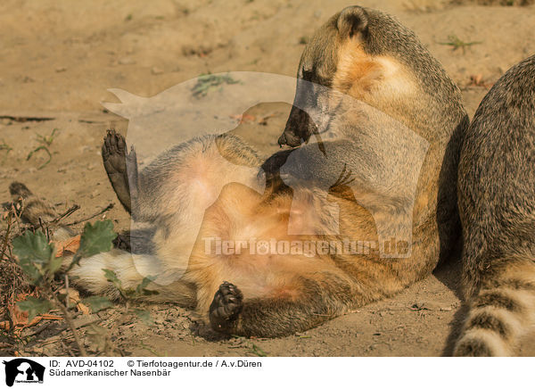 Sdamerikanischer Nasenbr / ring-tailed coati / AVD-04102