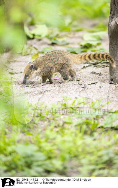 Sdamerikanischer Nasenbr / South American coati / DMS-14752