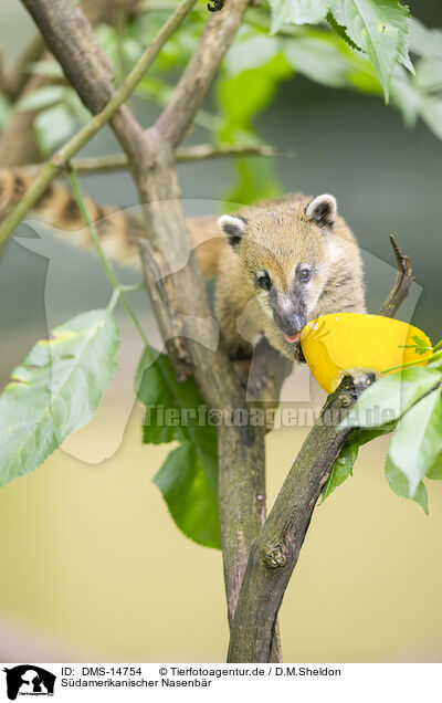 Sdamerikanischer Nasenbr / South American coati / DMS-14754