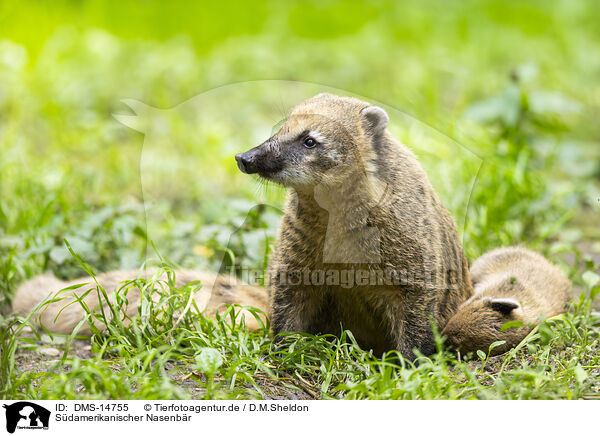 Sdamerikanischer Nasenbr / South American coati / DMS-14755