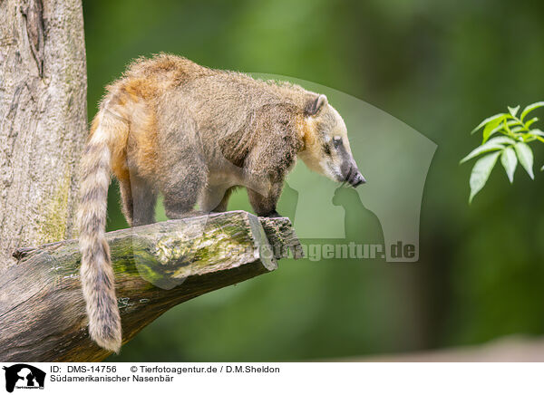 Sdamerikanischer Nasenbr / South American coati / DMS-14756