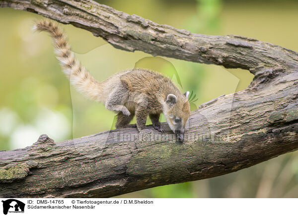 Sdamerikanischer Nasenbr / South American coati / DMS-14765