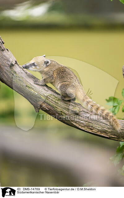 Sdamerikanischer Nasenbr / South American coati / DMS-14769