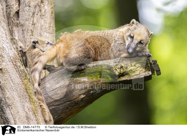 Sdamerikanischer Nasenbr / South American coati / DMS-14770