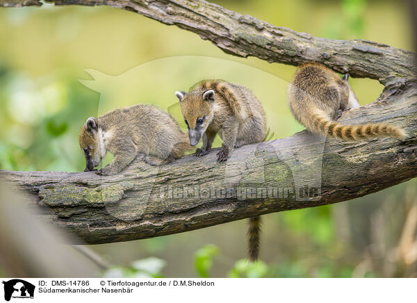 Sdamerikanischer Nasenbr / South American coati / DMS-14786