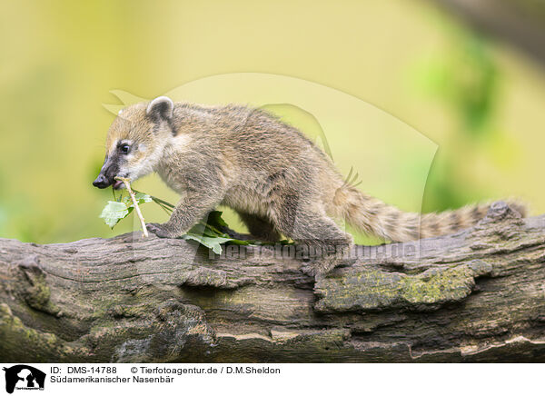 Sdamerikanischer Nasenbr / South American coati / DMS-14788