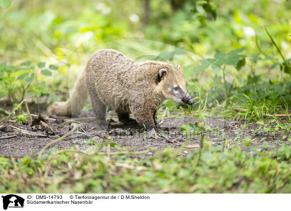 Sdamerikanischer Nasenbr / South American coati / DMS-14793
