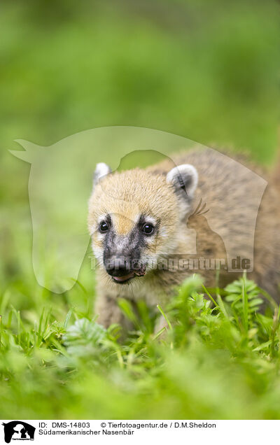 Sdamerikanischer Nasenbr / South American coati / DMS-14803