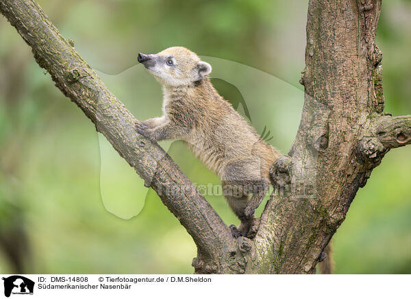 Sdamerikanischer Nasenbr / South American coati / DMS-14808