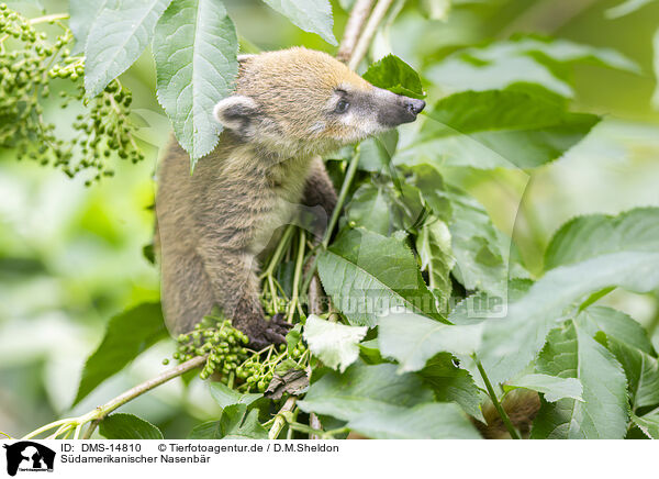 Sdamerikanischer Nasenbr / South American coati / DMS-14810