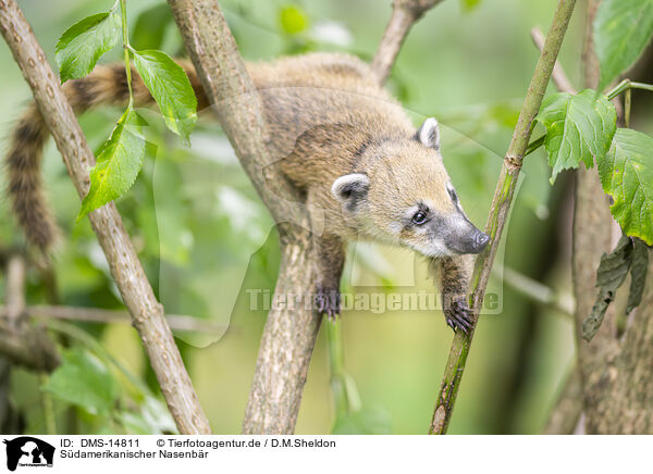 Sdamerikanischer Nasenbr / South American coati / DMS-14811