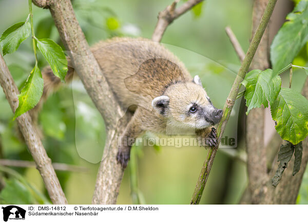 Sdamerikanischer Nasenbr / South American coati / DMS-14812