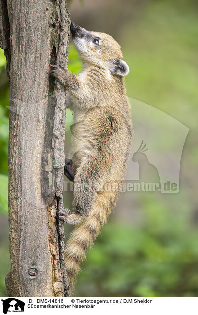 Sdamerikanischer Nasenbr / South American coati / DMS-14816