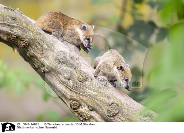 Sdamerikanischer Nasenbr / South American coati / DMS-14823