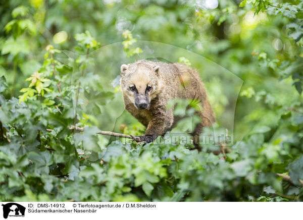 Sdamerikanischer Nasenbr / South American coati / DMS-14912