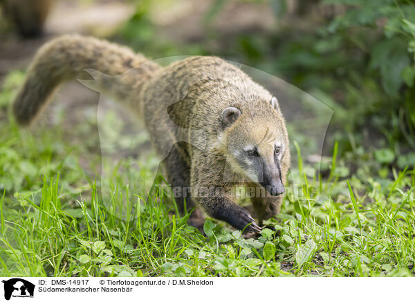 Sdamerikanischer Nasenbr / South American coati / DMS-14917
