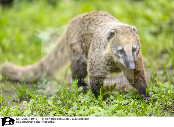 Sdamerikanischer Nasenbr / South American coati / DMS-14918