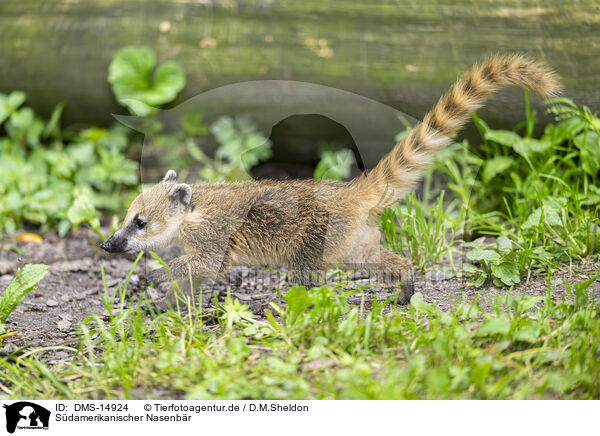 Sdamerikanischer Nasenbr / South American coati / DMS-14924