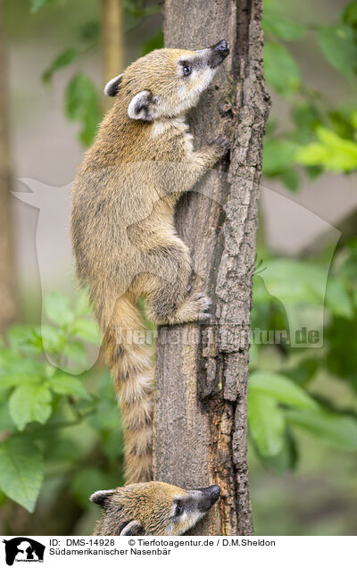Sdamerikanischer Nasenbr / South American coati / DMS-14928